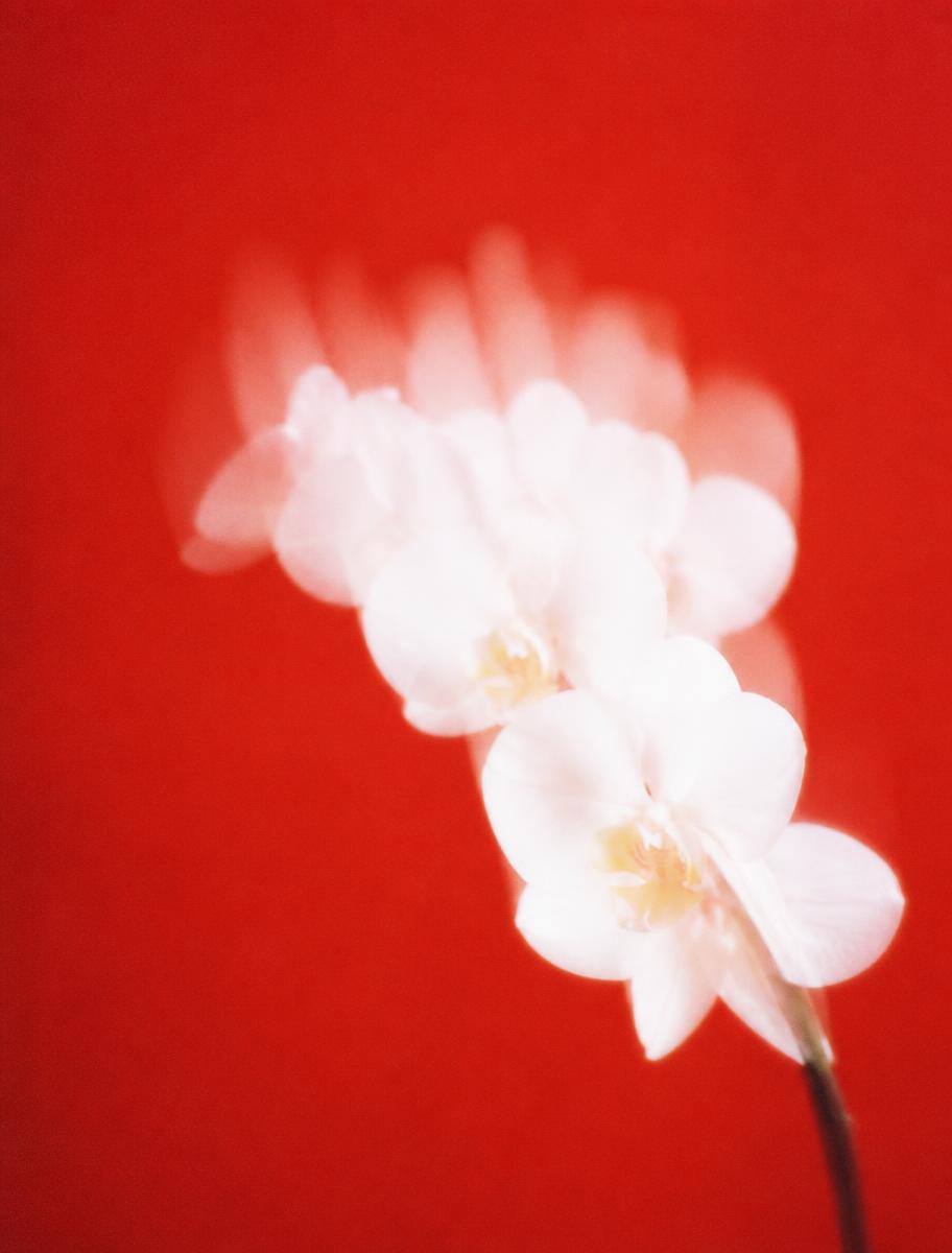 Orquídeas brancas em fundo vermelho